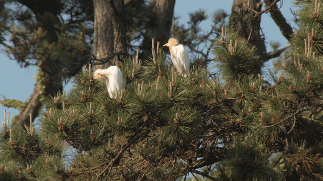 Egrets perched on pine branches