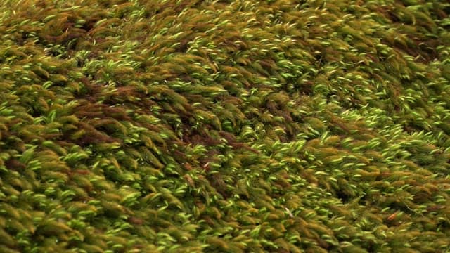 숲 속의 생생한 초록 이끼