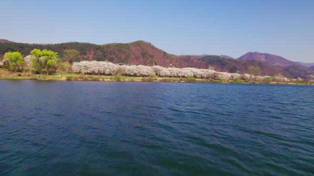 Cherry blossoms along a riverside path