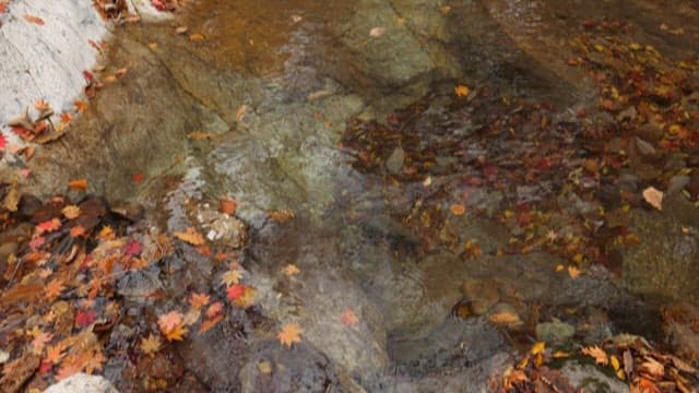 숲을 통과하는 가을 시냇물