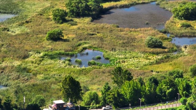 View of a lush wetland with ponds