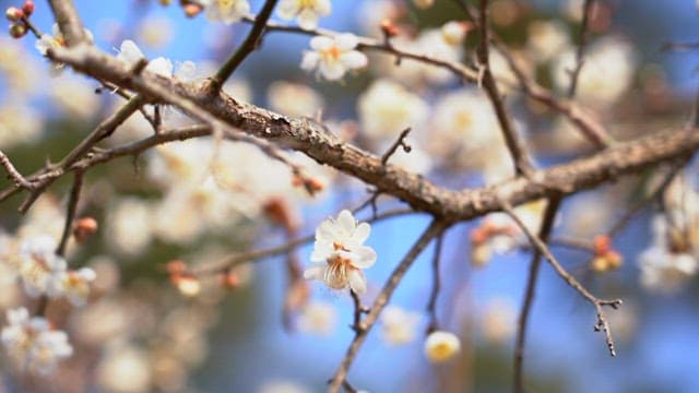 Cherry blossoms blooming on tree branches on a sunny day