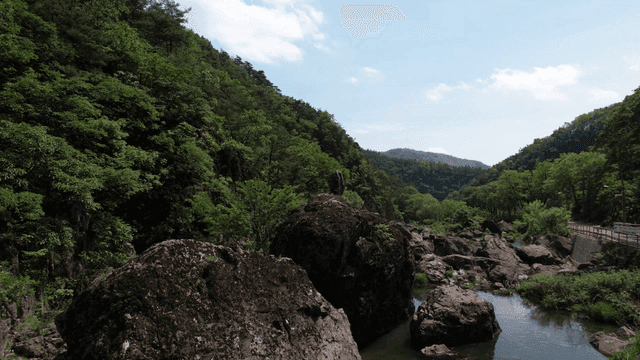 바위가 있는 울창한 숲