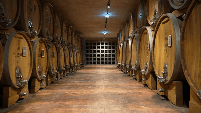 A wine cellar with large wooden barrels