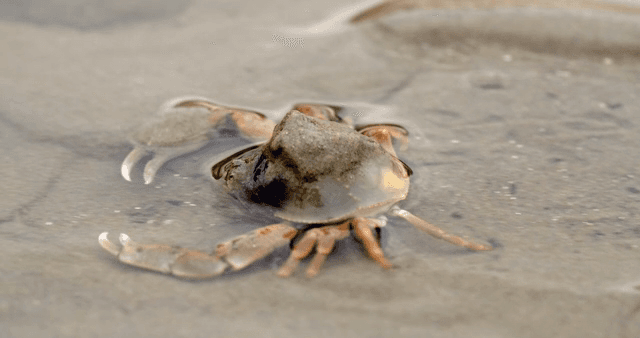 갯벌에서 천천히 움직이는 게