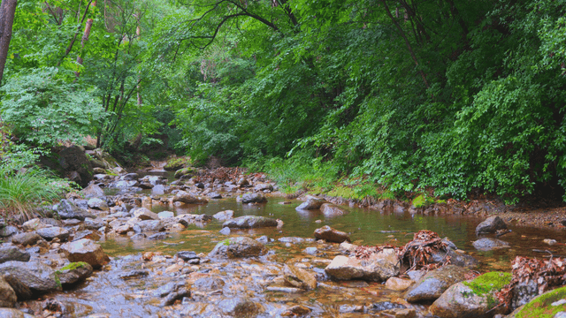 비 오는 날의 나무로 둘러싸인 계곡