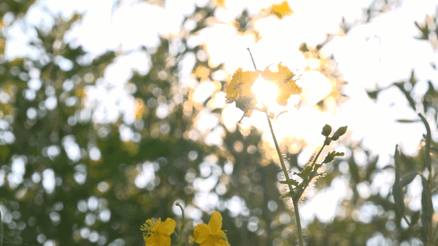 Sunlight filtering through yellow flowers