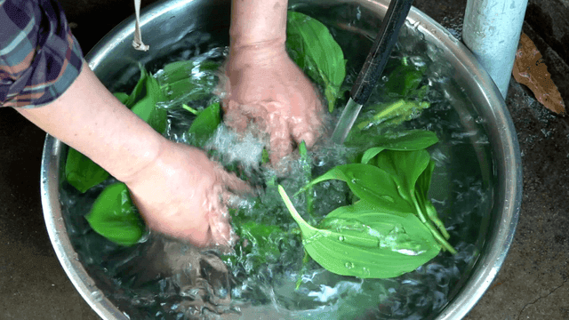 Washing fresh green leaves in a basin