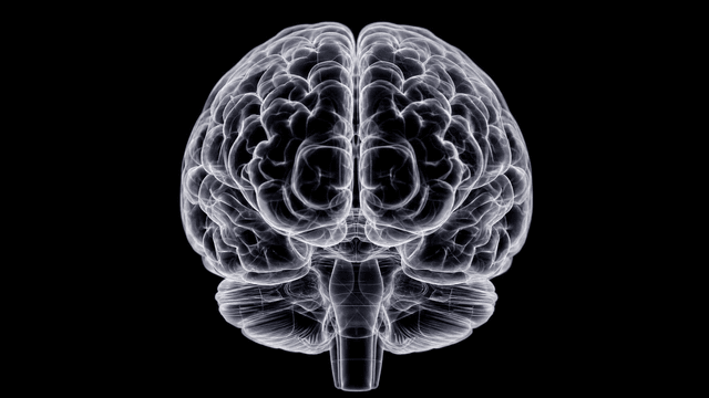 Temporal lobe of brain highlighted in red