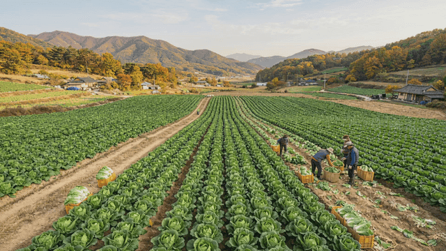 Farmers harvesting cabbages in a vast field