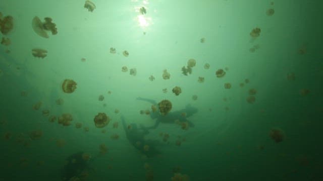 Divers Among Jellyfish Underwater