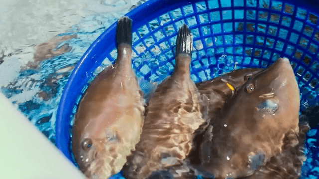 수조에서 바구니로 잡힌 물고기