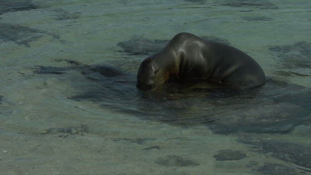 Seals Swimming in Clear Waters