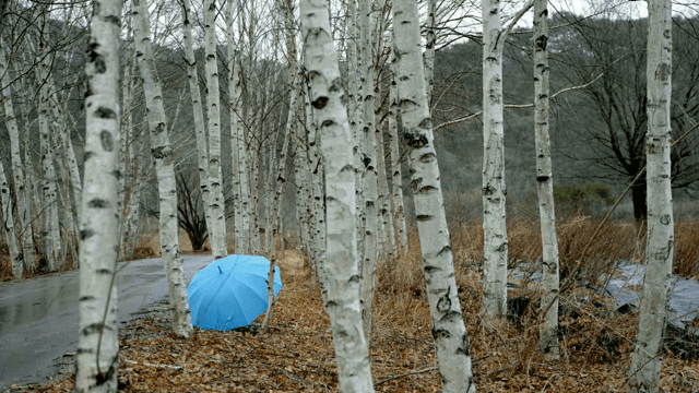 자작나무 숲 속의 파란 우산