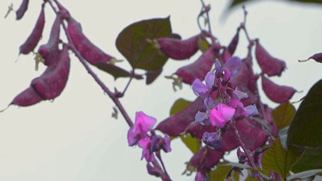 이슬이 맺혀있는 보라색 꽃