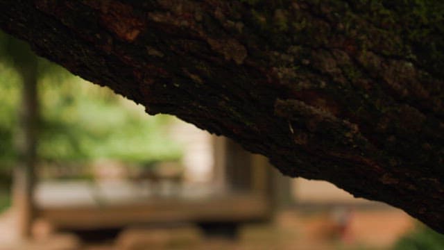 녹음이 우거진 전통 한옥