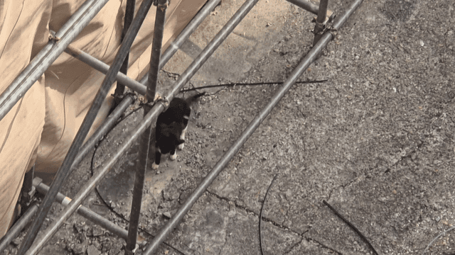 Black cat roaming around construction site