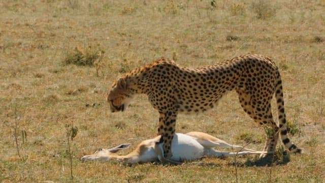 Cheetah Carrying Hunted Prey