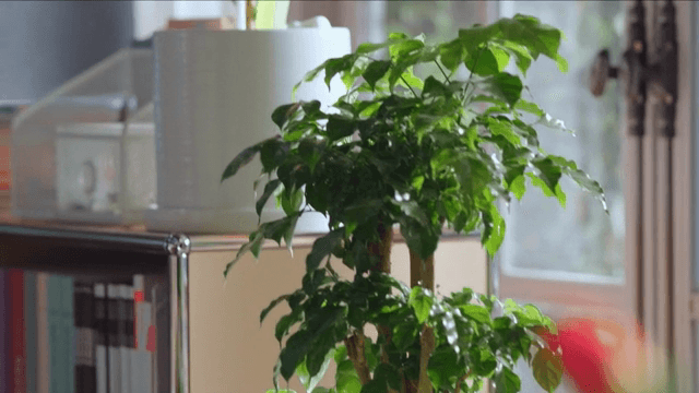 햇빛이 비치는 실내 식물