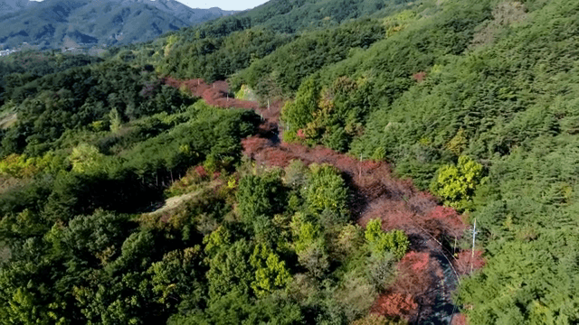다채로운 나무들로 이루어진 울창한 숲