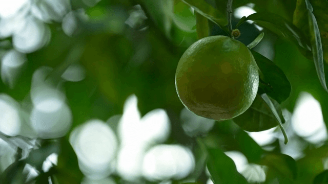 나무에 매달린 나랑하