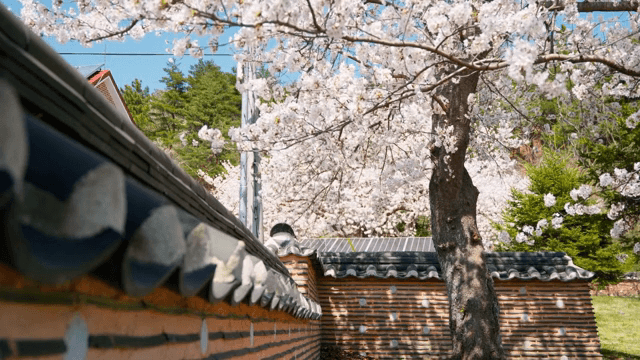 전통 한옥 담장 위의 벚꽃