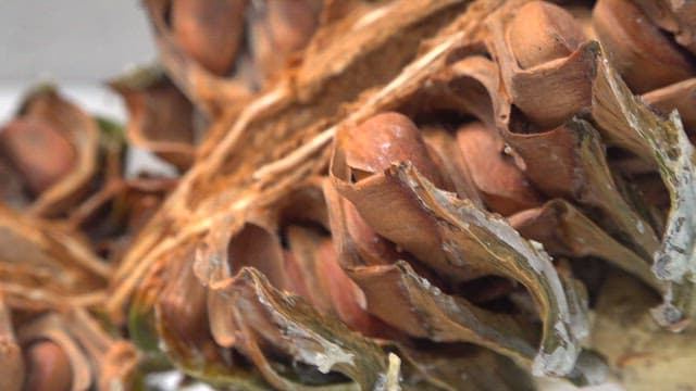 잣나무 열매 안에 들어 있는 잣