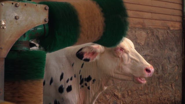 Dairy cows enjoying a massage with a hair roller in the barn