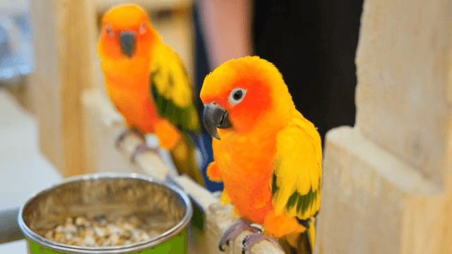 실내에 앉아 있는 화려한 앵무새들