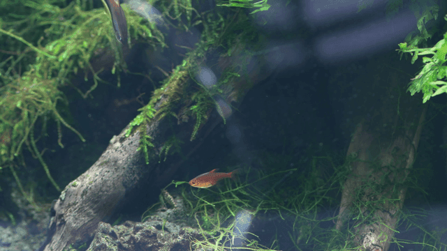 Small fish swimming in lush aquarium