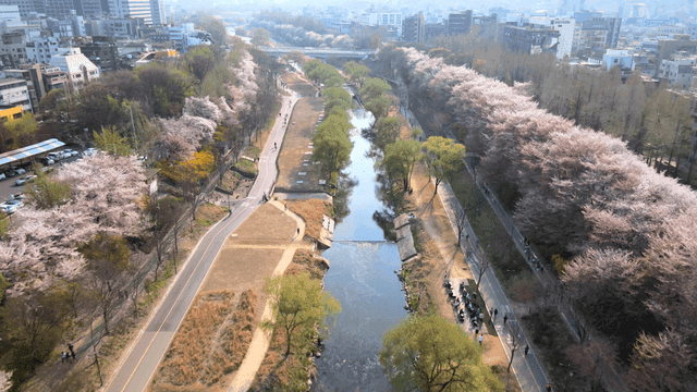 Cherry blossoms on city riverside promenade