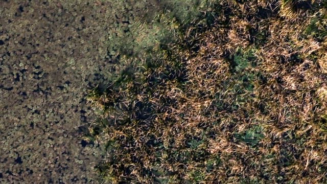 식물이 있는 습지의 전경