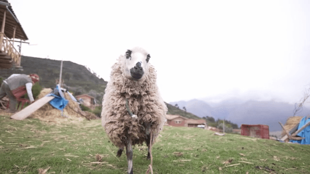 잔디밭에 서 있는 양