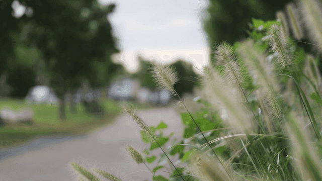 Foxtail grass on park walking path