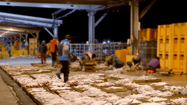 Workers sorting fish at a busy market
