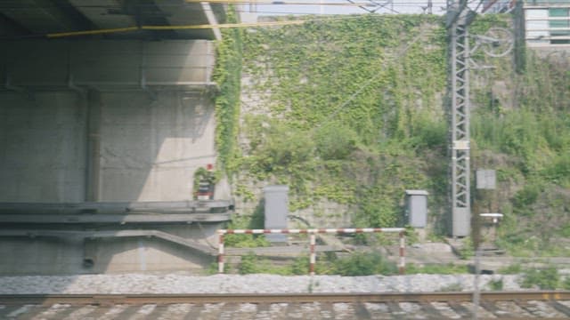 철도 옆 담벼락의 넝쿨 식물