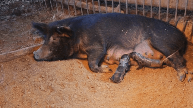 어미 젖을 먹는 새끼 돼지들