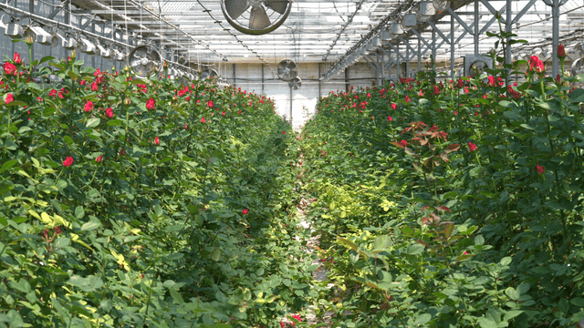 Red roses blooming in greenhouse