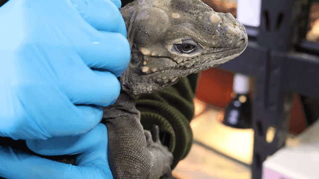 Lizard gently held by person