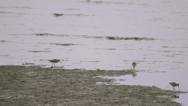 갯벌 진흙 해안에서 바쁘게 먹이를 찾는 도요새들