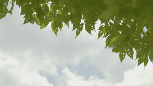 Green leaves against a cloudy sky