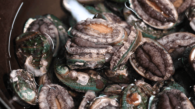 Fresh abalone in water