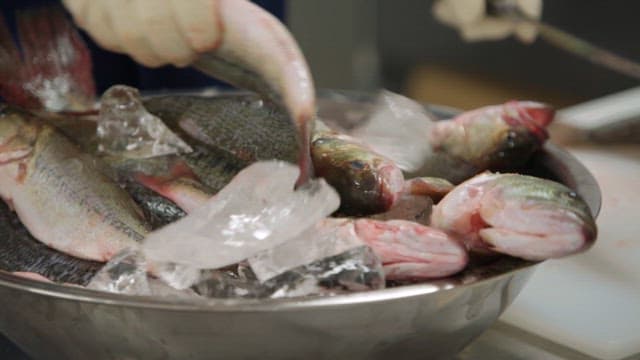 Freshly prepared fish with ice on the kitchen counter