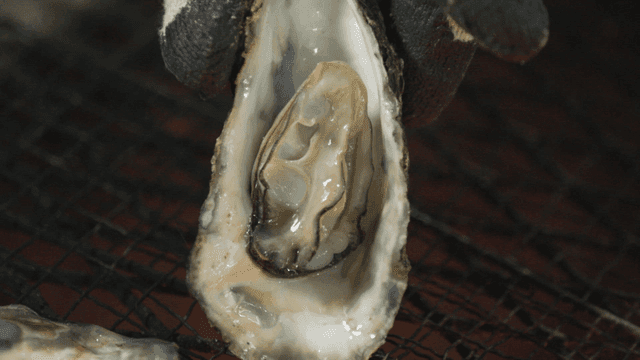 Freshly grilled oysters on grill