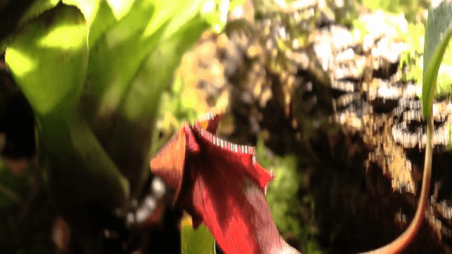 생생한 녹색과 빨간 식물의 근접 촬영