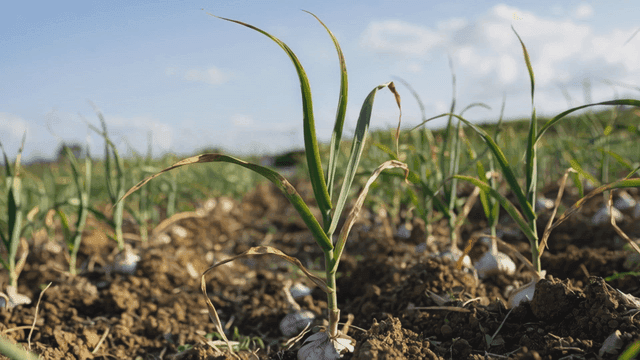 Garlic plants growing in a sunny field
