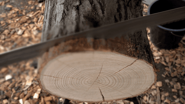 톱으로 통나무 절단