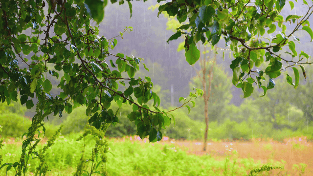 Rain falling on lush green leaves