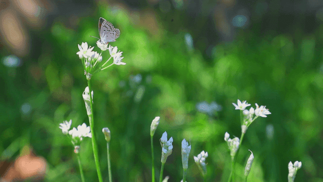 하얀 꽃 위에 앉은 나비
