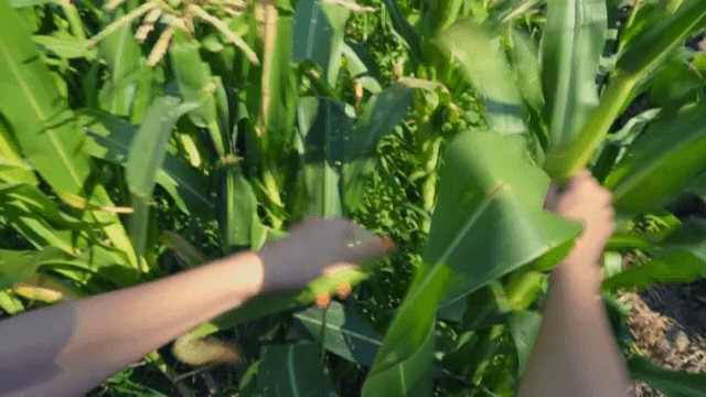 햇살 가득한 밭에서 옥수수 수확하는 손